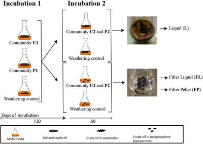 Oil Absorbent Polypropylene Particles Stimulate Biodegradation of Crude Oil by Microbial Consortia